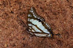 Polyura zoolina