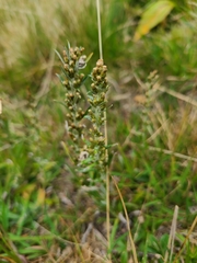 Omalotheca norvegica