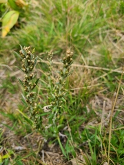 Omalotheca norvegica