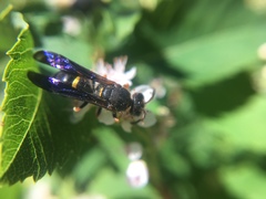 Ancistrocerus unifasciatus