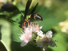 Ancistrocerus unifasciatus