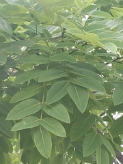 Styphnolobium japonicum