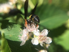Ancistrocerus unifasciatus