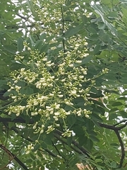 Styphnolobium japonicum