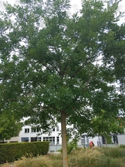 Styphnolobium japonicum