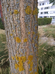 Styphnolobium japonicum