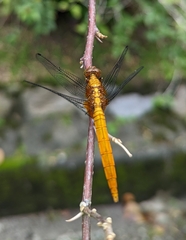 Orthetrum testaceum