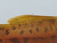 Amphilius uranoscopus