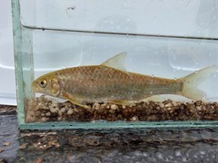 Labeobarbus marequensis