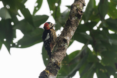 Dryobates cathpharius