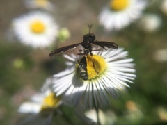 Physocephala furcillata