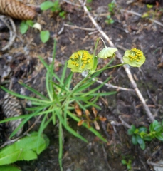 Bupleurum stellatum