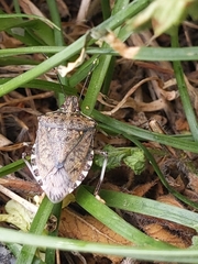 Halyomorpha halys