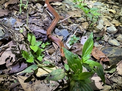 Oreocryptophis porphyraceus vaillanti