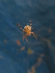 Neoscona spasskyi