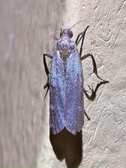 Scythris fuscicomella