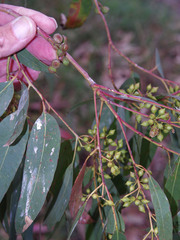 Eucalyptus camaldulensis × rudis
