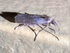 Scythris fuscicomella