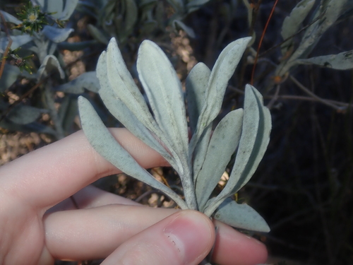 Image of Common Verreauxia (Goodenia reinwardtii) by (c) Thomas Mesaglio, some rights reserved (CC BY)