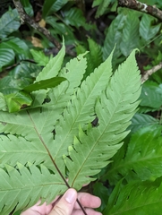 Tectariaceae