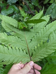 Tectariaceae