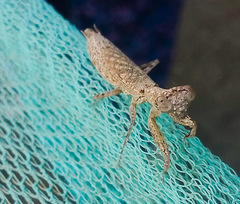 Compsomantis tumidiceps