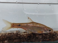 Enteromius paludinosus