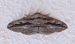 Ecleora solieraria