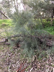 Choretrum glomeratum