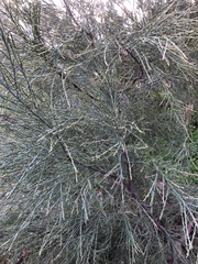 Choretrum glomeratum