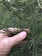 Choretrum glomeratum