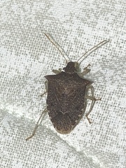 Euschistus variolarius