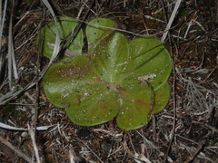 Drosera magna