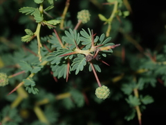 Acacia pulchella