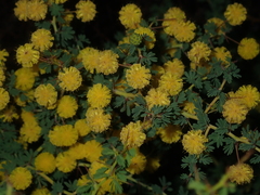 Acacia pulchella