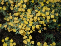 Acacia pulchella
