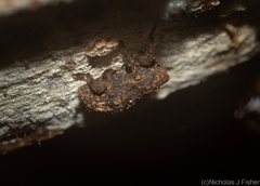 Poropterus difficilis