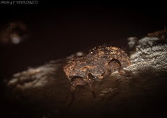 Poropterus difficilis