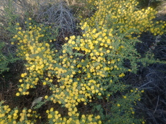 Acacia pulchella