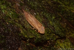 Stenocotis depressa