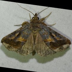 Aglaonice otignatha