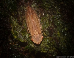 Stenocotis depressa