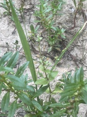 Lindernia anagallidea