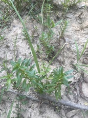 Lindernia anagallidea