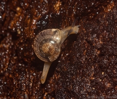Nitor pudibundus