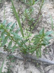 Lindernia anagallidea