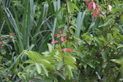 Syzygium myrtifolium