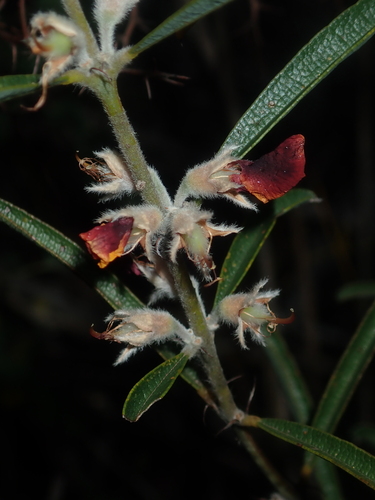 Image of Gastrolobium capitatum by (c) Thomas Mesaglio, some rights reserved (CC BY)