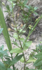 Lindernia anagallidea