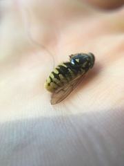 Temnostoma alternans